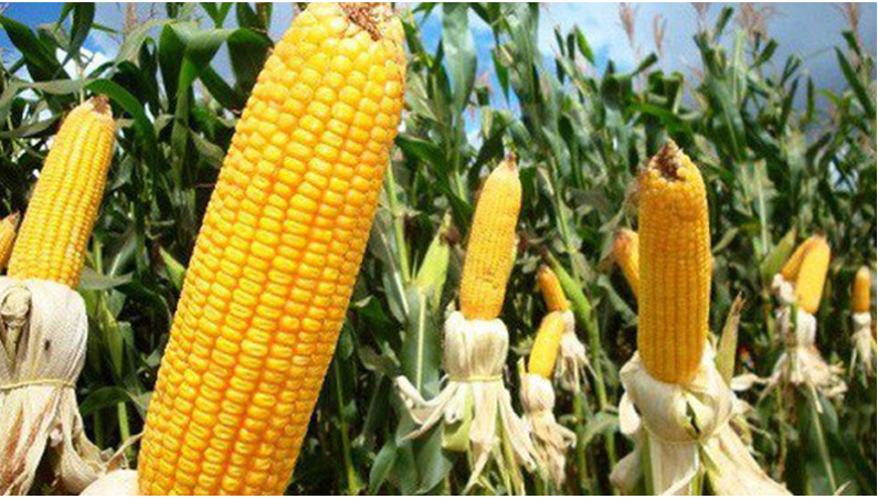 Tác động từ các thị trường khác