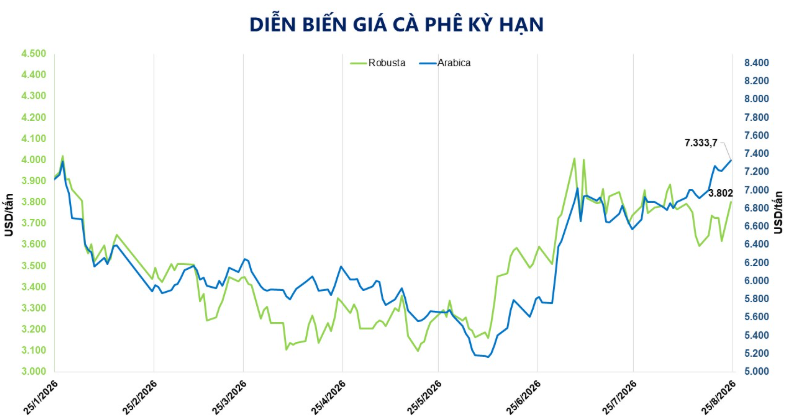 Giá cà phê bật tăng trước rủi ro thời tiết (25/8/2026)